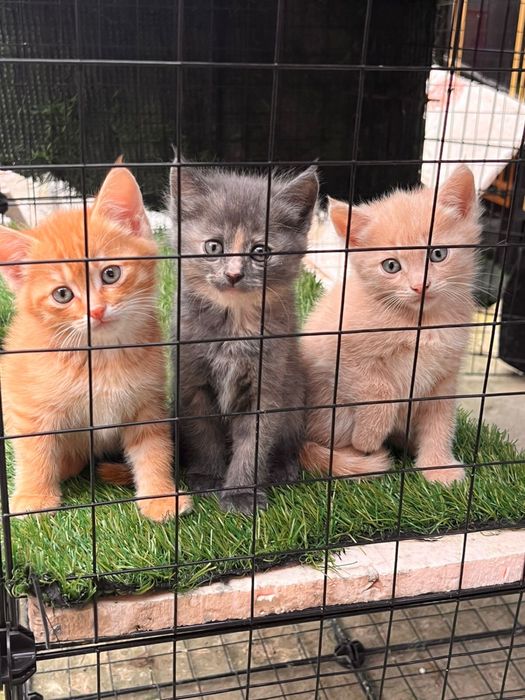 Котята крысоловы