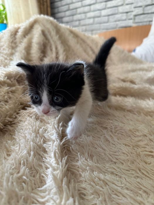 Котята в самые добрые руки.