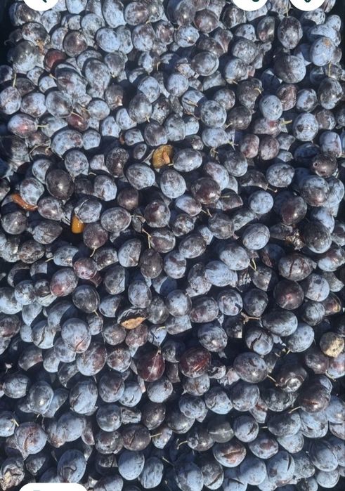 Vând prune 1 leu kg neculese