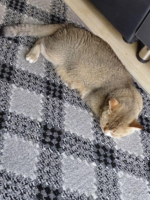 Serebra..shinshil ogʻil bola_5 oylik. Onasi: Zalataya shinshil  1.5 y