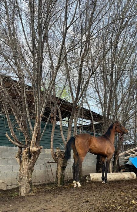 Қаны таза Акалтеке сатылады