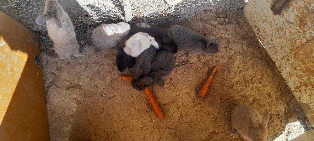 Vând iepurași berbec german 6 sapt 50 lei buc și 2 masculi 8 luni 150