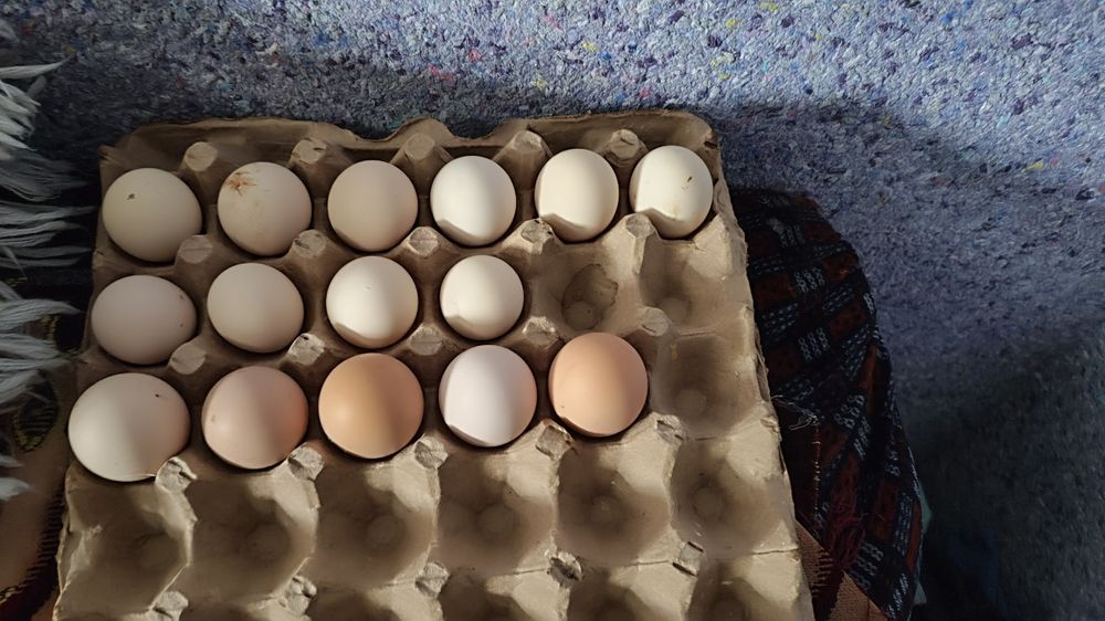 Sholk tuxumlari bor 10ta