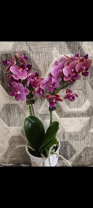 Орхидея мультифлора!