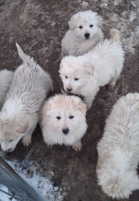 Vând căței bălani