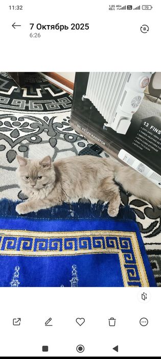 Скотиш страйт (Кот) 7 месяц