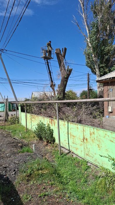 Спил распил дерево обрезка плодовых деревьев