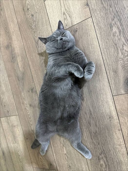 Вязка кота 2,года,скоттиш страйт! чистокровный с родословной,крупный!!
