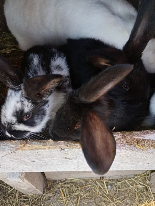 Vand iepuri de doua luni