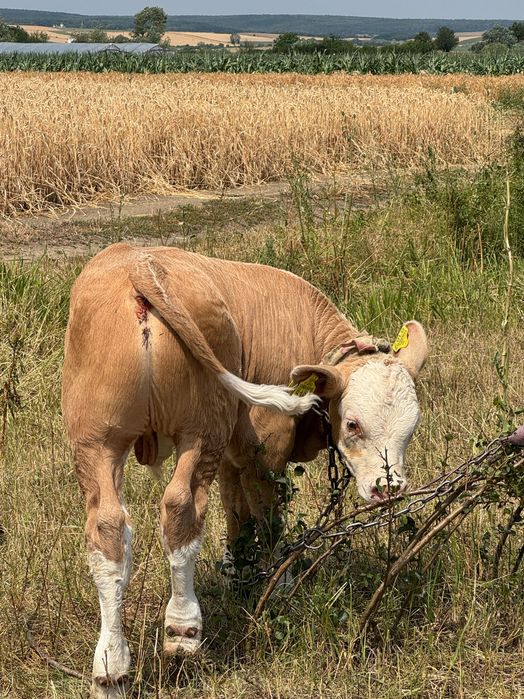 Viței rasa bălțata românească