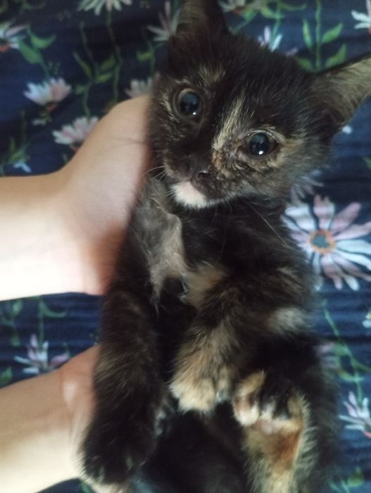 Котята девочки черепашки