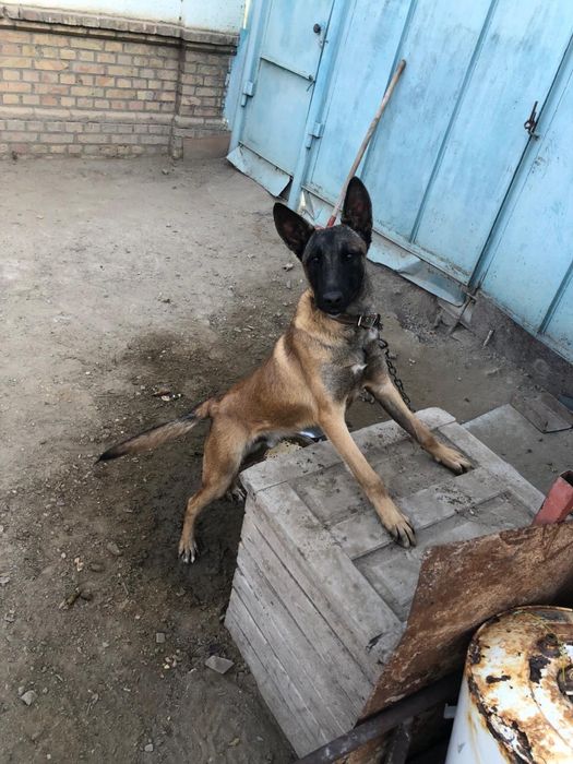 Белгиский овчарка сатылады