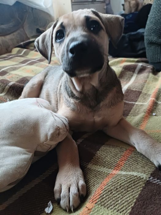 Продам щенка , смесь с стаффорд