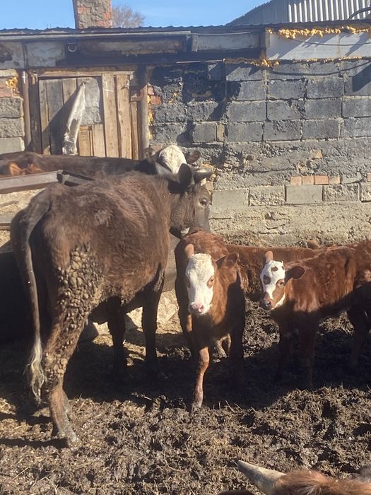 Первотелки +телята