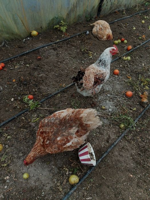 Vand găini crescute bio