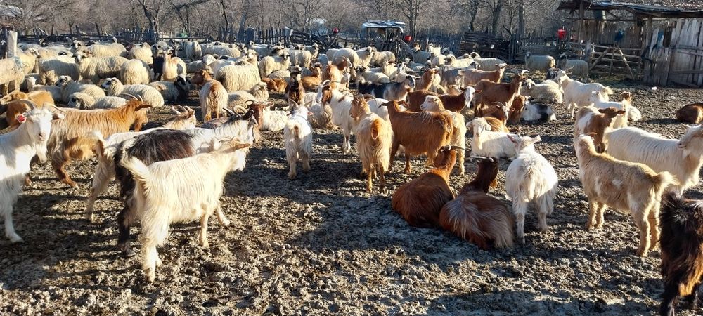 Vand sau schimb capre pe vaci si vitei