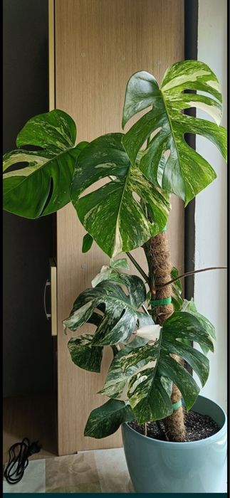 Монстера Альба, черенки