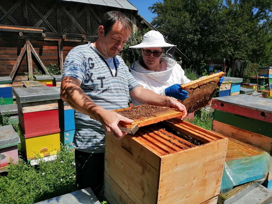 Capaceala cu miere. Livram sambata in Bucuresti.