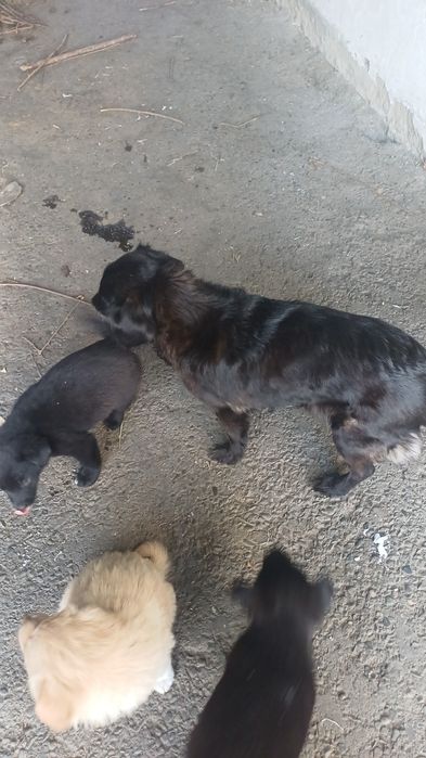 Продам щенков дворняжки