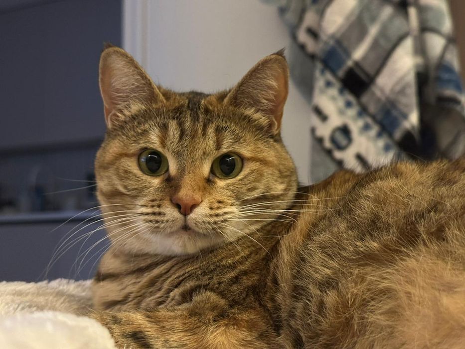 Отдадим в добрые хорошие руки кошку