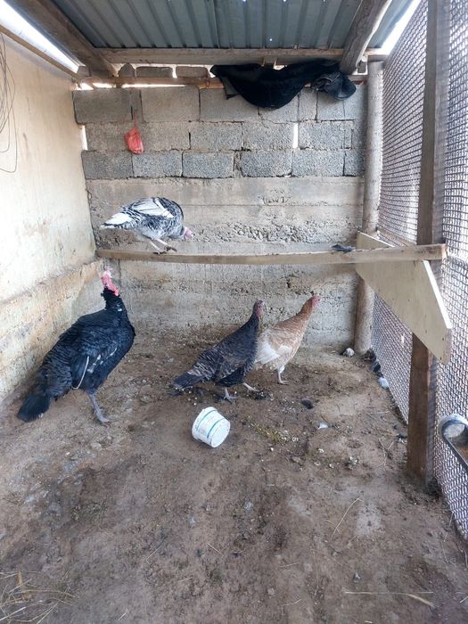 Үндік,индюк Индюк