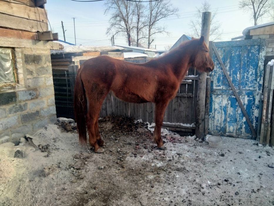 Продам или обменяю кобылу