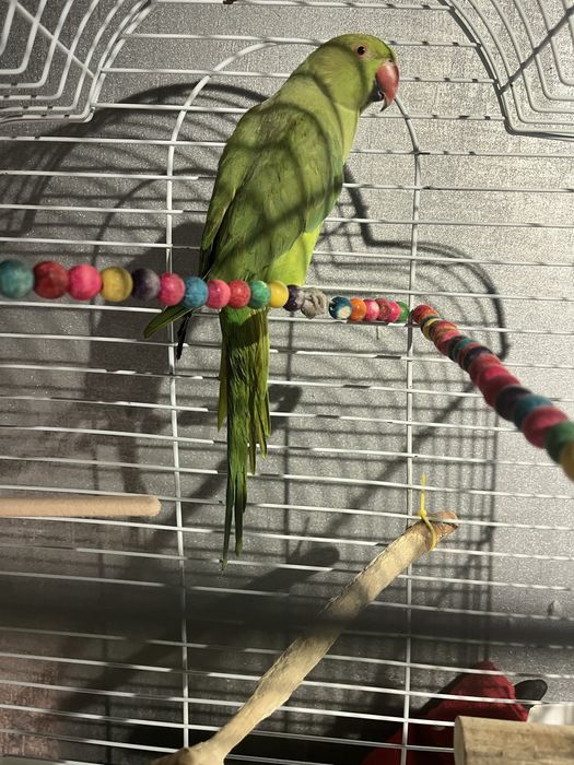 Попугай самка продаю