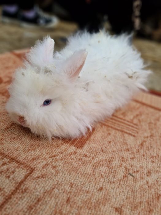 Iepuri cap de leu pitic de rasa