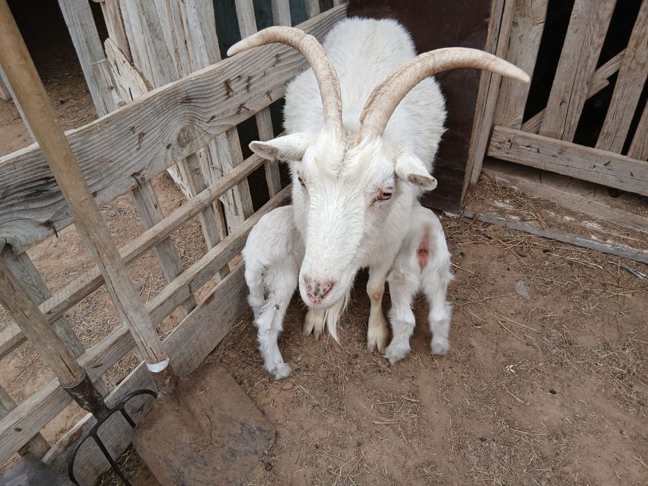 Ешкі сатылады егіз лағымен