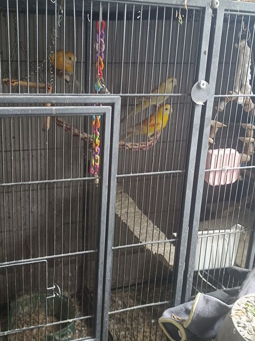 Desfințez papagali gîste canadiene .chochino pitic rațe sălbatice porumbei albi numai albi posta
