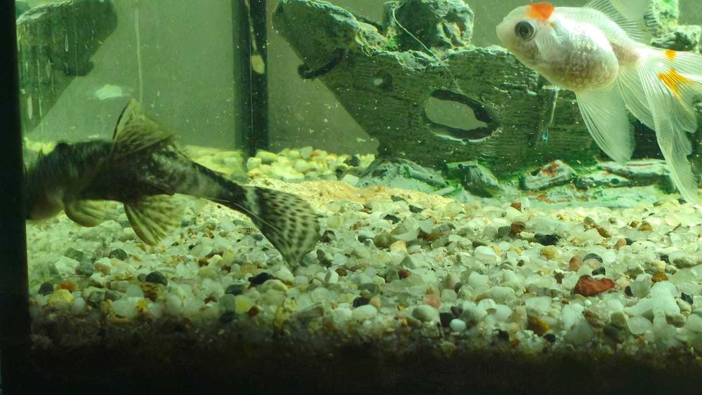 Vând acvariu utilat plus pești