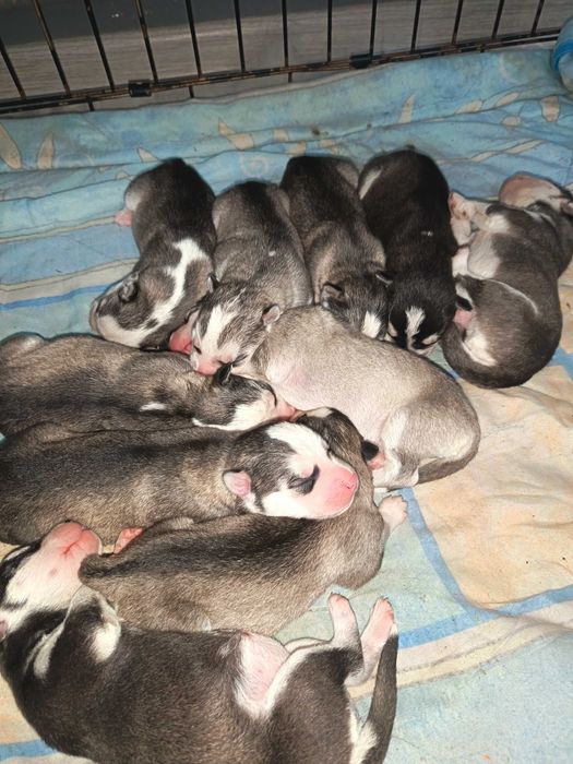 Щенки Сибирский Хаски