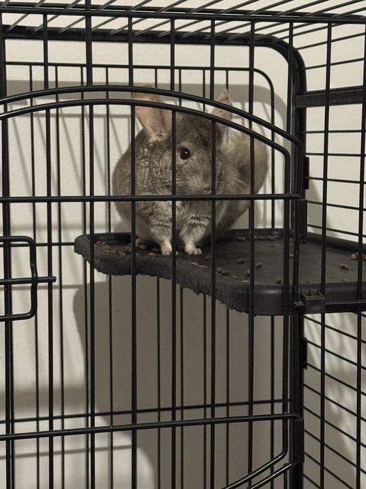 Chinchilla de vanzare