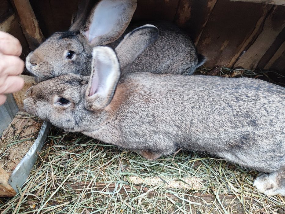 Iepuroaice Uriaș German