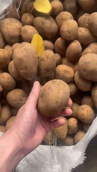картофель, картошка. от 10 тонн. Доставка. Свекла, морковь