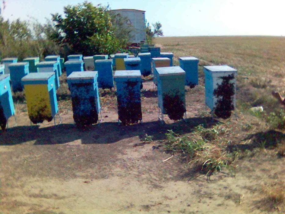 Matci  albine,carpatine imperecheate
