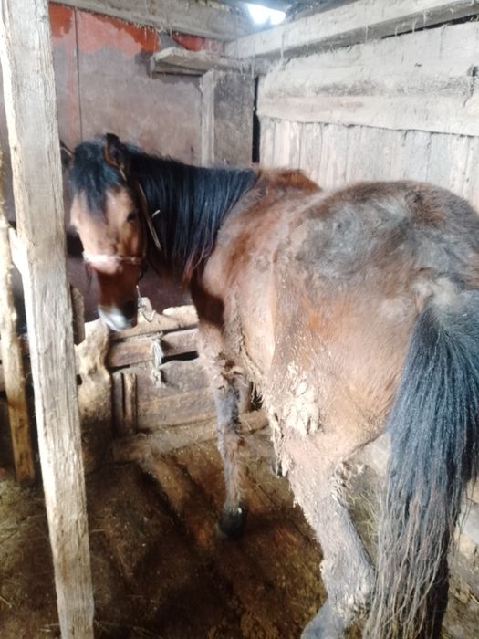 Обменяю на жерёбую.