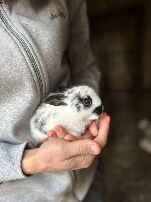 Quyon va quyon bolalari