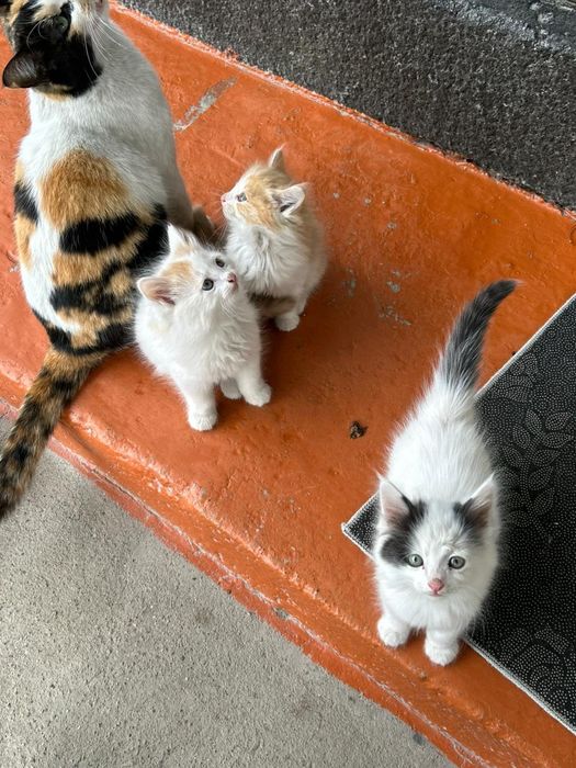 Котята в добрые руки