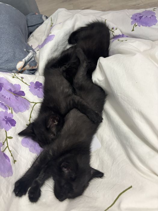 Отдадим котят в хорошие руки