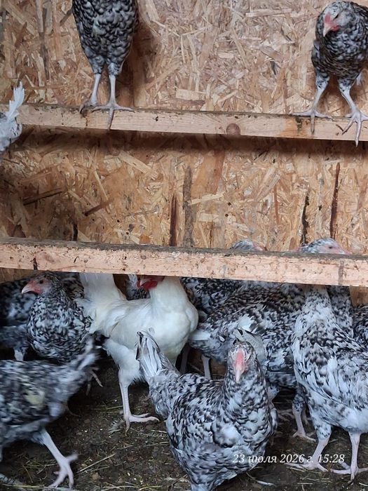 Продам курочек разных пород.