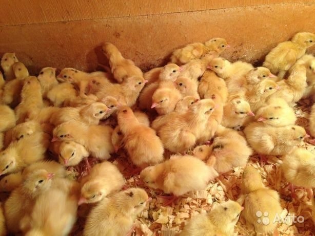 Перепелята техас