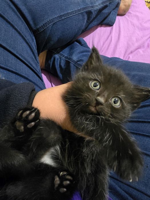 Отдам котята. Родились 25 ноября