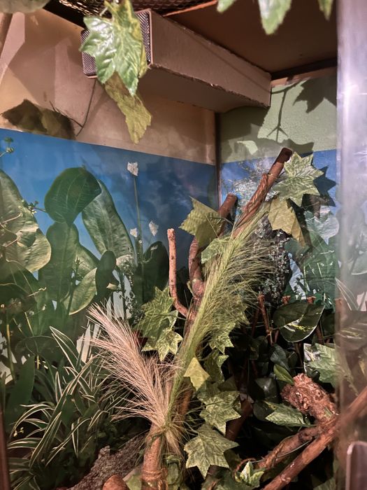 Терариум за игуана или хамалион.