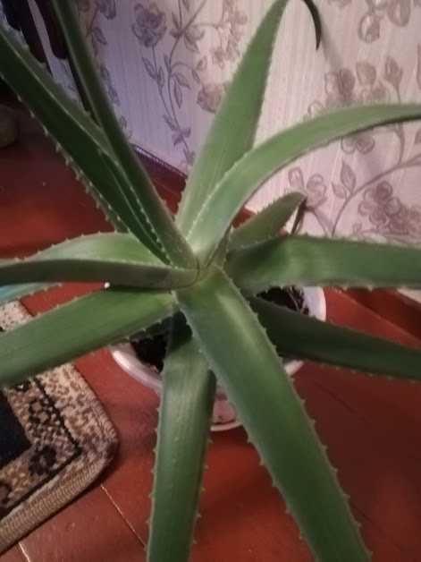 продам Алоэ Vera