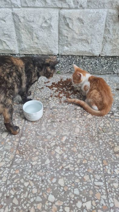 Оранжево, мъжко коте на 4 месеца, търси дом