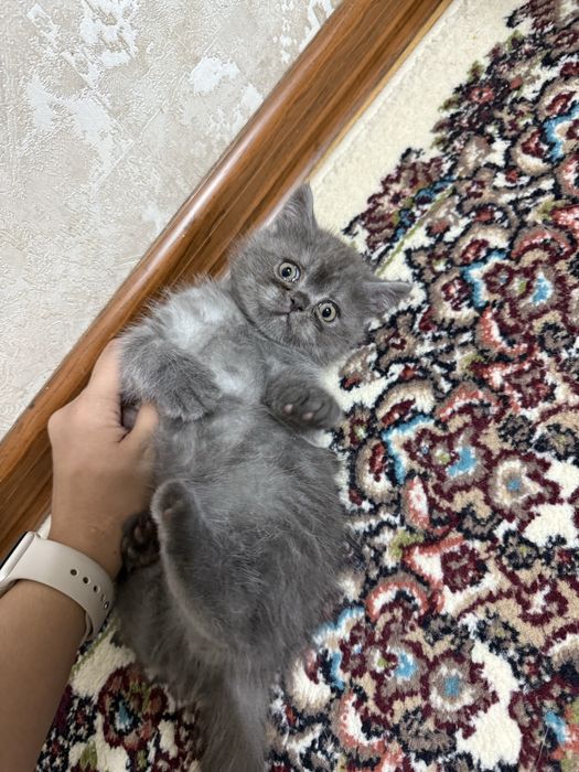 Scottish Straight (Шотландский страйт)