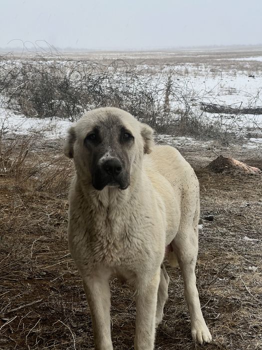 Продам щенков Алабай