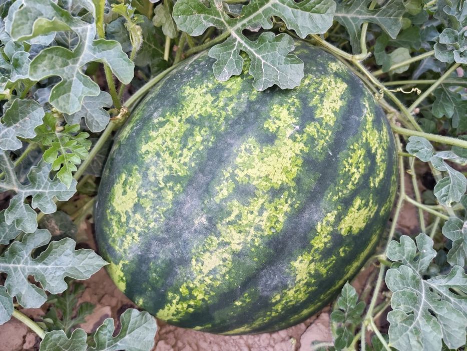Tarvuz qashqadaryo ko'kdala