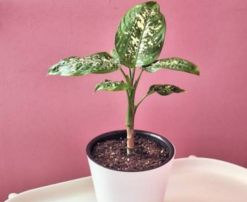 Продам комнатные цветы